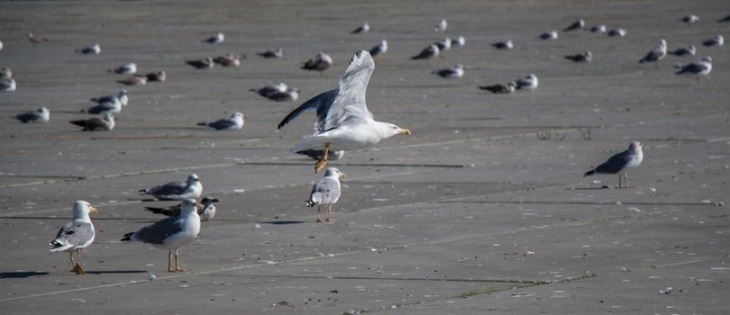 Seagulls are having a rest on a concrete ground