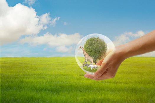 Concept Nature reserve conserve Wildlife reserve , Ecology Human hands protecting the wild and wild animals, trees in crystal globe in the hands nature background