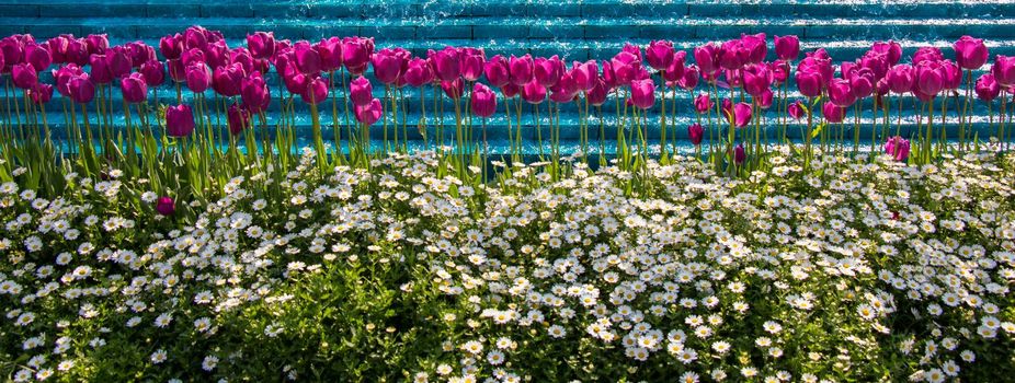 Tulip Flowers Blooming in Spring Season