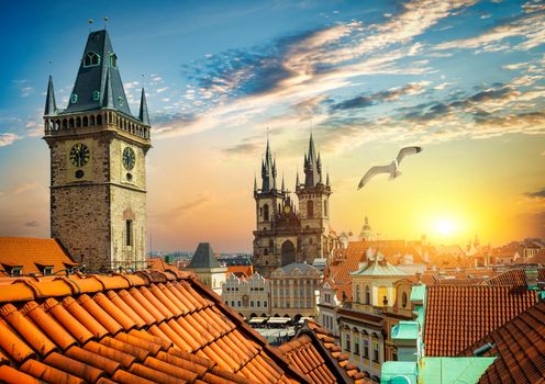 Gull over Prague chimes and Tynsky cathedral