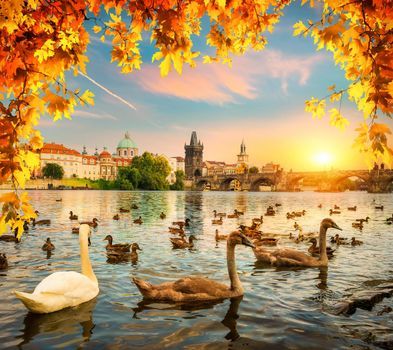 Swans on river Vltava near Charles bridge in Prague