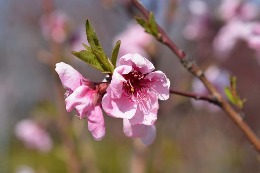 Peach tree flowers - Latin name - Prunus persica