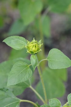 Common sunflower - Latin name - Helianthus annus