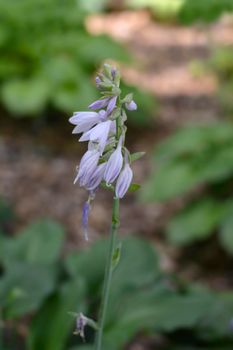 Siebolds Plantain lily flowers - Latin name - Hosta sieboldii