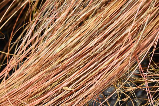 Bronze New Zealand hair sedge - Latin name - Carex comans Bronze Form