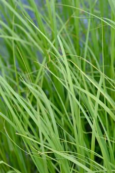 Pampas grass leaves - Latin name - Cortaderia selloana