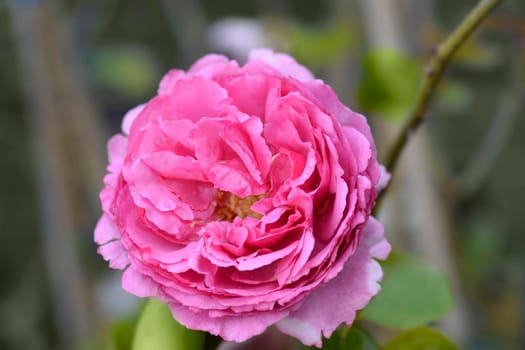 Rose Yves Piaget - Latin name - Rosa Yves Piaget