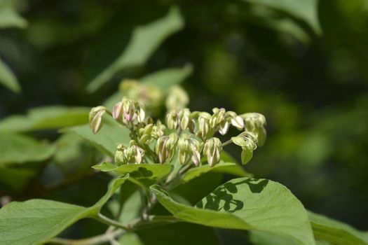 Harlequin glorybower - Latin name - Clerodendrum trichotomum