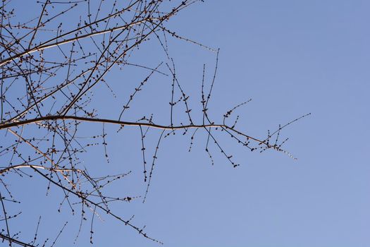 Silver maple branches with flower buds against blue sky - Latin name - Acer saccharinum