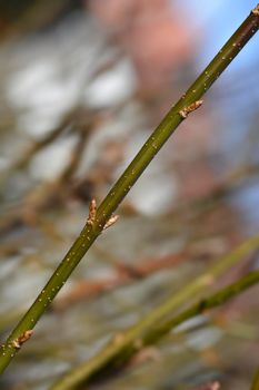 Weeping forsythia branch with flower buds - Latin name - Forsythia suspensa