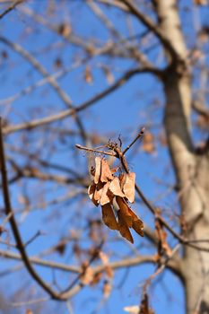 Norway maple seeds on branches - Latin name - Acer platanoides