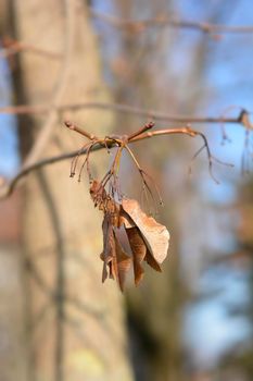 Norway maple seeds on branches - Latin name - Acer platanoides