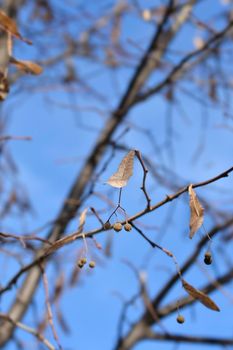 Small-leaved lime branches with seeds - Latin name - Tilia cordata