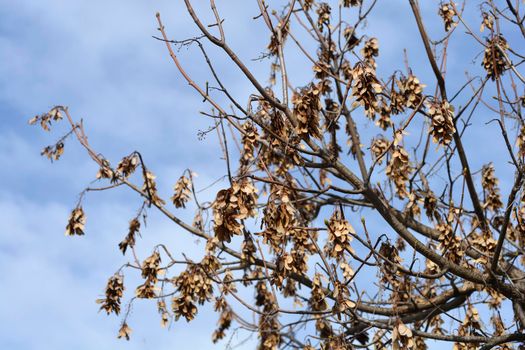 Common sycamore branches with seeds - Latin name - Acer pseudoplatanus