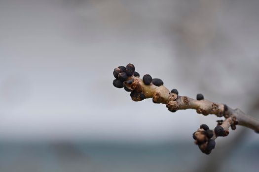 Common ash flower buds - Latin name - Fraxinus excelsior