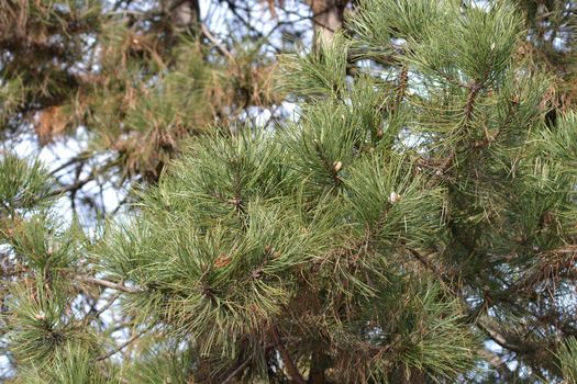 Black pine - Latin name - Pinus nigra