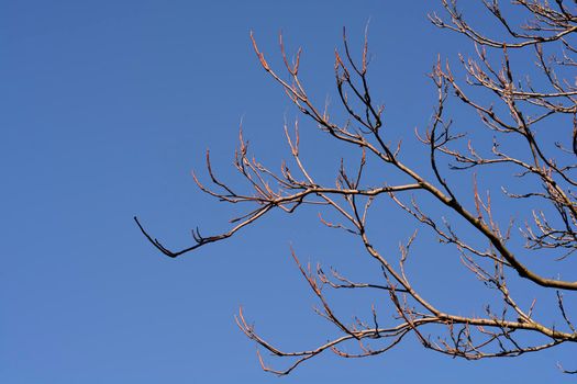 Tree of heaven bare branches against blue sky - Latin name - Ailanthus altissima