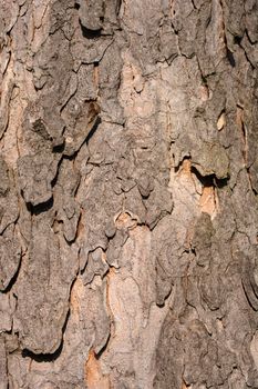 Common sycamore bark detail - Latin name - Acer pseudoplatanus