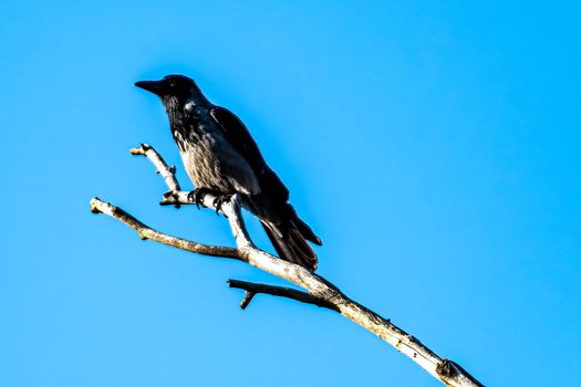 crow bird placed on the tip of a log in search of prey