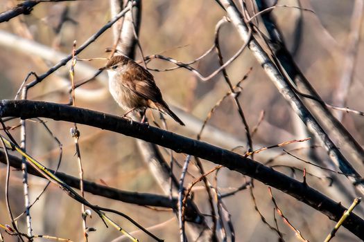 sparrow bird placed on a branch in search of prey