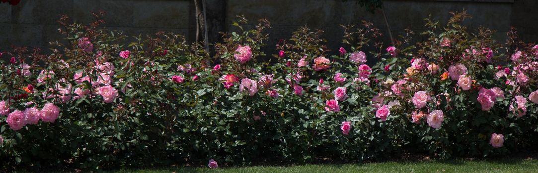 Blooming beautiful colorful roses in the garden background