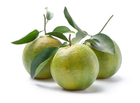 Beautiful immature green tangerine with leaves isolated on white background, clipping path, cut out, close up.