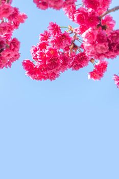 Beautiful Sakura Cherry Blossom in dark pink color in springtime on the tree background.