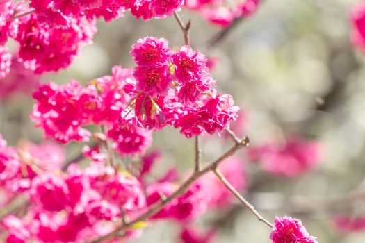 Beautiful Sakura Cherry Blossom in dark pink color in springtime on the tree background.