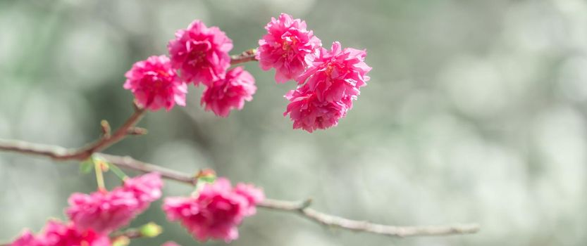 Beautiful Sakura Cherry Blossom in dark pink color in springtime on the tree background.