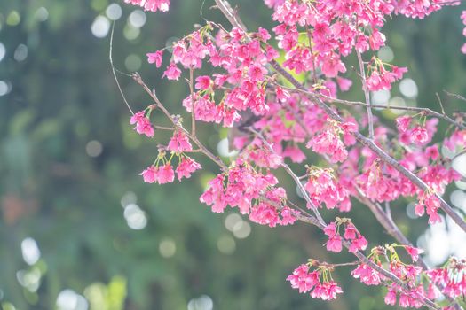 Beautiful Sakura Cherry Blossom in dark pink color in springtime on the tree background.