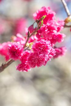 Beautiful Sakura Cherry Blossom in dark pink color in springtime on the tree background.