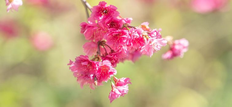 Beautiful Sakura Cherry Blossom in dark pink color in springtime on the tree background.