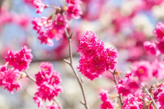Beautiful Sakura Cherry Blossom in dark pink color in springtime on the tree background.
