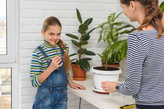 Mom and daughter cut indoor plants for propagation by cuttings, the girl happily holds the cutting in her hands and looks into the frame