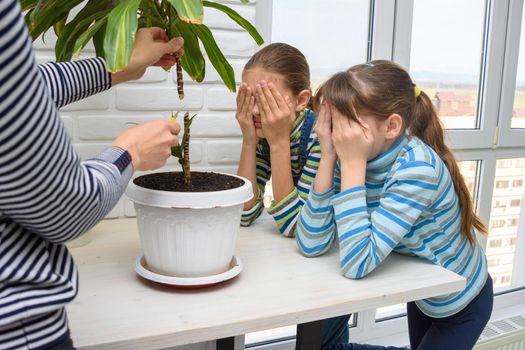 Children closed their eyes when mom cut a tall houseplant in two
