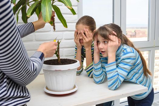 The girl cut a tall houseplant into two parts, the children look with fear and surprise