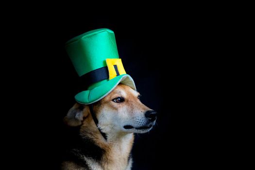 portrait of a mongrel dog with st patricks day hat