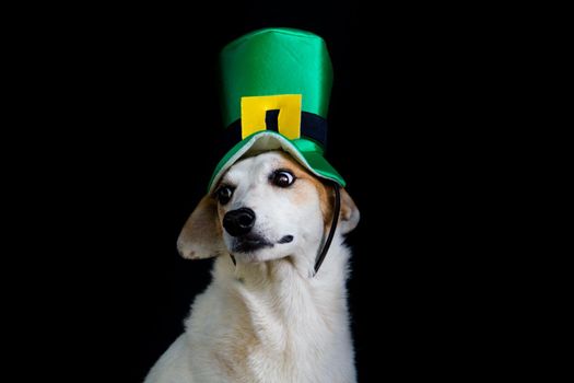 portrait of a mongrel dog with st patricks day hat