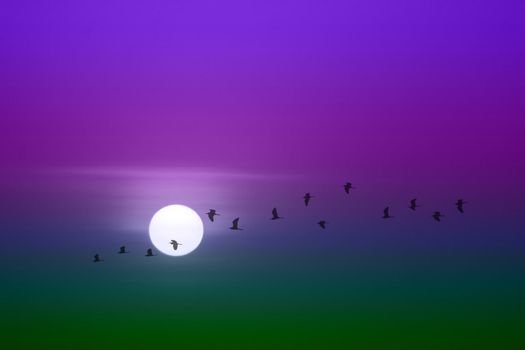 beautiful green purple violet sunset and silhouette of birds fly passing sun and blur sky background