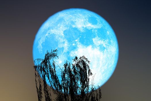 Super blue worm blue moon back silhouette leaves top tree on the night sky, Elements of this image furnished by NASA