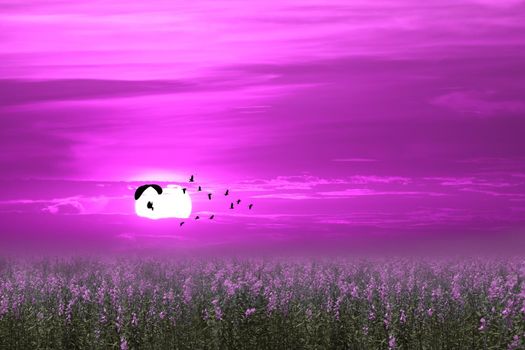 sunset flying bird and paramotor over french lavender field pink sky background