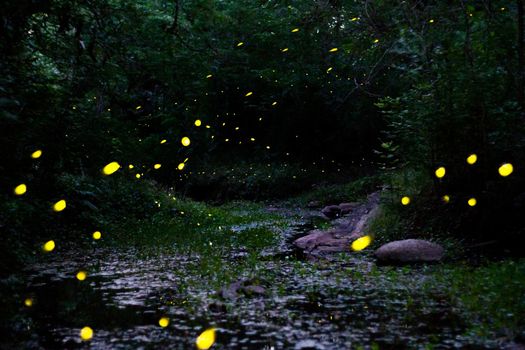 night landscape with fireflies mating dance in spring 