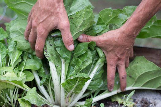 woman's hands harvesting chard in the garden