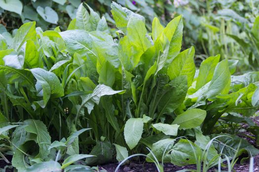 chicory cultivation in the garden for gastronomic and medicinal use