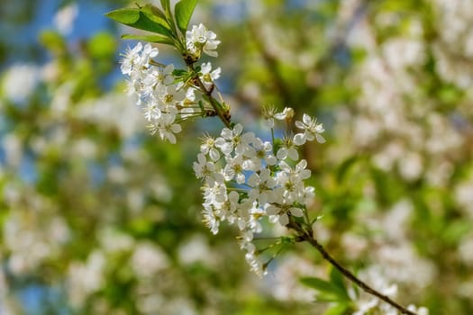 Blossoming cherry branch against the sky, nature revival in spring. Sharp foreground, selective focus, blurred background