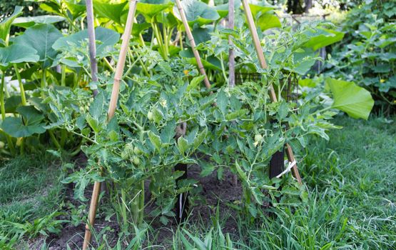 plantation in the family organic tomato pear orchard