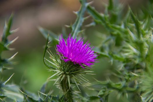 flower of the wild milk thistle that grows in the Argentine mountains