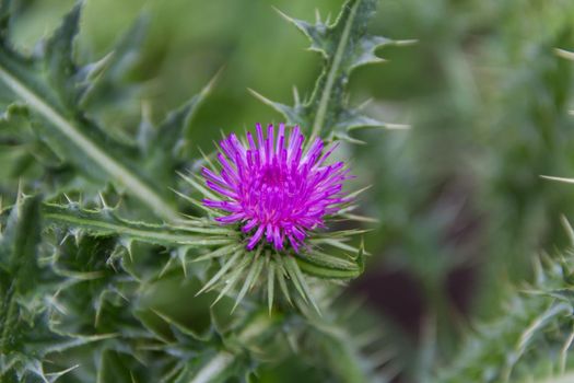 flower of the wild milk thistle that grows in the Argentine mountains