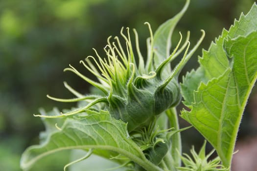 small green sunflower flowers yet to bloom