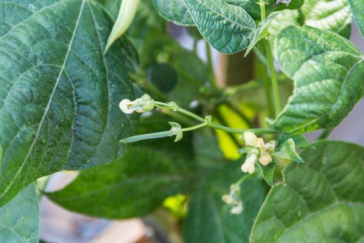 green beans in the organic garden plant